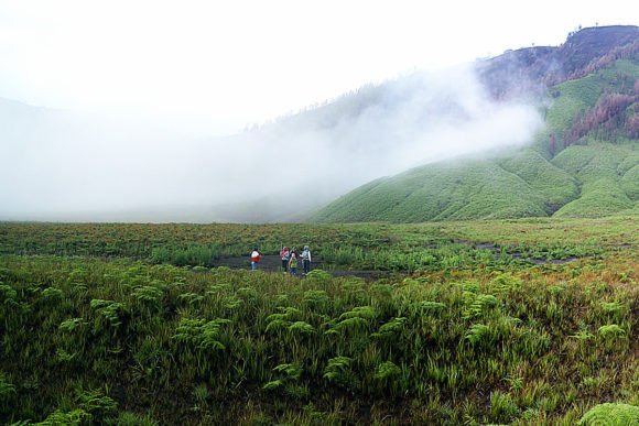 The Strategic Power of the Savannah Grasslands at Bromo, Indonesia